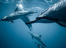 开云官网-九游体育平台：重新定义你的体育娱乐新体验